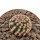 ECHINOCEREUS reicheinbachii f. brevispinus