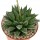 HAWORTHIA cv. Misty CC2267