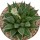 HAWORTHIA cv. Misty CC2267