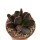 ADROMISCHUS cooperi cv. Burgundy