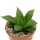HAWORTHIA mirabilis