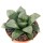 HAWORTHIA cv. Byakuya