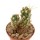 TEPHROCACTUS floccosus  