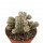 ASTROPHYTUM myriostigma var. columnare cv. Huboki