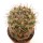NEOWERDERMANNIA vorwerkii