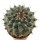 STROMBOCACTUS corregidorae