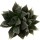 HAWORTHIA venusta f. black form