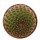LOBIVIA famatimensis WP 127