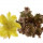 LOBIVIA spec. f. monstrose
