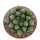 HAWORTHIA cv. Mirror Ball