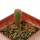 YAVIA cryptocarpa, 44