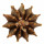 GYMNOCALYCIUM friedrichii var. angustostriatum LB 2178, Alto Paraguay, Aqua Dulce, illustrative phot
