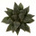 HAWORTHIA cv. Star Wars, illustrative photo