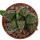 HAWORTHIA cv. Star Wars, illustrative photo