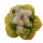 ARIOCARPUS fissuratus f. gracilis variegate, illustrative photo