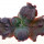 ECHEVERIA cv. Etna, illustrative photo