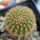 BRACHYCEREUS nesioticus, the plant for the sale