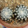 DISCOCACTUS horstii 2,2 +2,5 cm, the plants for the sale