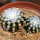 DISCOCACTUS horstii 2 + 2,8 cm, the plants for the sale