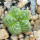 AZTEKIUM valdezii, 1,4 cm, the plant for the sale