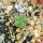 AZTEKIUM valdezii, 1,1 cm, the plant for the sale