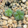 AZTEKIUM valdezii, 2 x SEEDLINGS for the sale