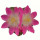 AZTEKIUM valdezii, illustrative photo