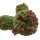 TRICHOCAULON SIMILIS,  illustrative photo