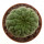 TRICHOCAULON SIMILIS,  illustrative photo