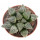 HAWORTHIA cv. Yuki - Keshiki, illustrative photo