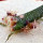 ARIOCARPUS agavoides ssp. sanluisensis, illustrative photo