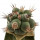 ORTEGOCACTUS macdougallii cv. Emil, illustrative photo