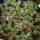 AZTEKIUM RITTERI F. ROTUNDUM GCG 10005, EL BARREAL, NL, 1 year old seedlings, illustrative photo