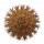 UEBELMANNIA PECTINIFERA AFF. FLAVISPINA X INHAIENSIS N. PROV. RNK 46 