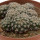 TURBINICARPUS NIKOLAE GCG 10892, 2. SITE, illustrative photo