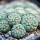 STROMBOCACTUS DISCIFORMIS SSP. ESPERANZAE VAR. NOVA SN 2014.0201, illustrative photo