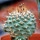 STROMBOCACTUS DISCIFORMIS SSP. ESPERANZAE VAR. NOVA SN 2014.0201, illustrative photo