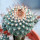 STROMBOCACTUS DISCIFORMIS SSP. ESPERANZAE VAR. NOVA SN 2014.0201, illustrative photo