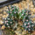 ECHINOCEREUS DAVISII F. BREVISPINUS, SEEDLING