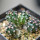 ECHINOCEREUS DAVISII F. BREVISPINUS, SEEDLING