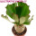 EUPHORBIA UNISPINA, illustrative photo