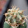 ASTROPHYTUM CAPUT - MEDUSAE + FEROCACTUS GLAUCESCENS, CHIMÉRA, CLONE S1