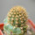 BRACHYCEREUS NESIOTICUS