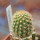 BRACHYCEREUS NESIOTICUS