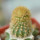 BRACHYCEREUS NESIOTICUS