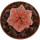 EUPHORBIA ABDELKURI CV. DAMASK, illustrative photo