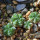 AZTEKIUM VALDEZII GCG 10893