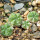 AZTEKIUM VALDEZII GCG 10893