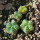 AZTEKIUM VALDEZII GCG 10893