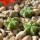 AZTEKIUM VALDEZII GCG 10893